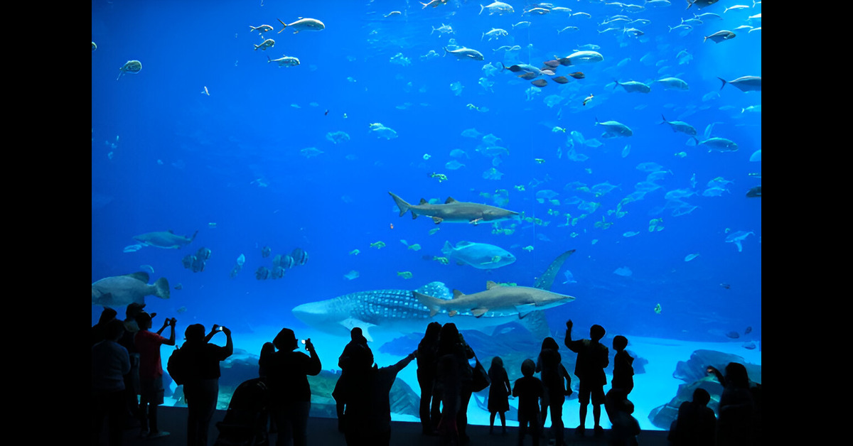 Dubai Aquarium and Underwater Zoo